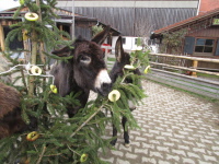 Weihnachtsschmaus